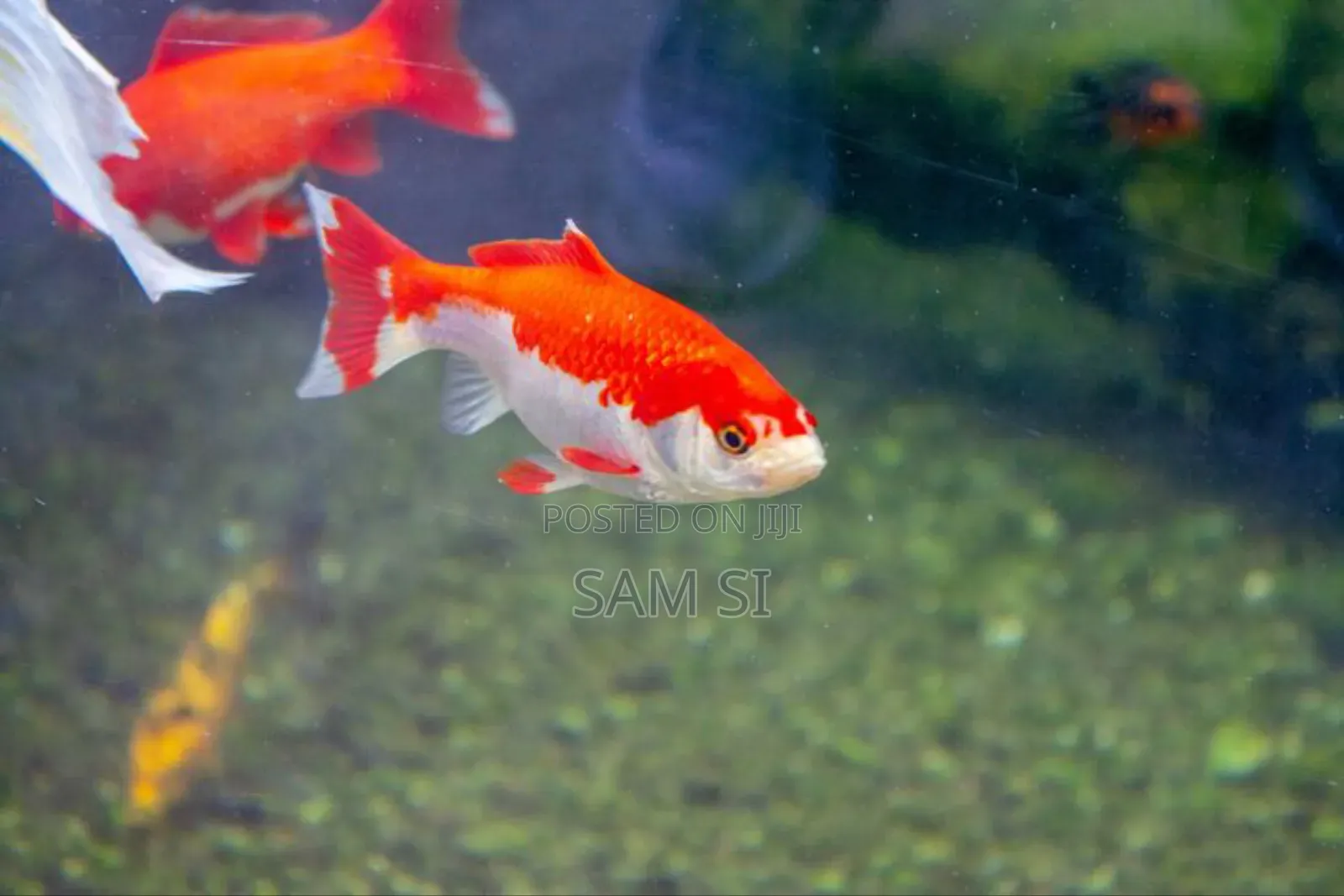 Aquarium Fish የአኩዋሪየም አሳ