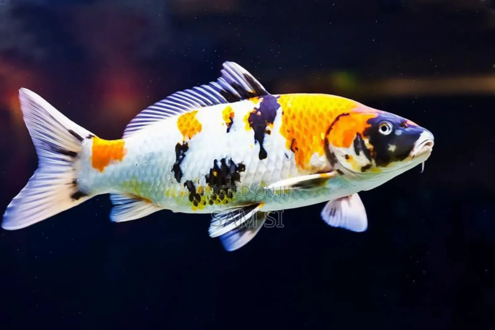 Aquarium Fish የአኩዋሪየም አሳ