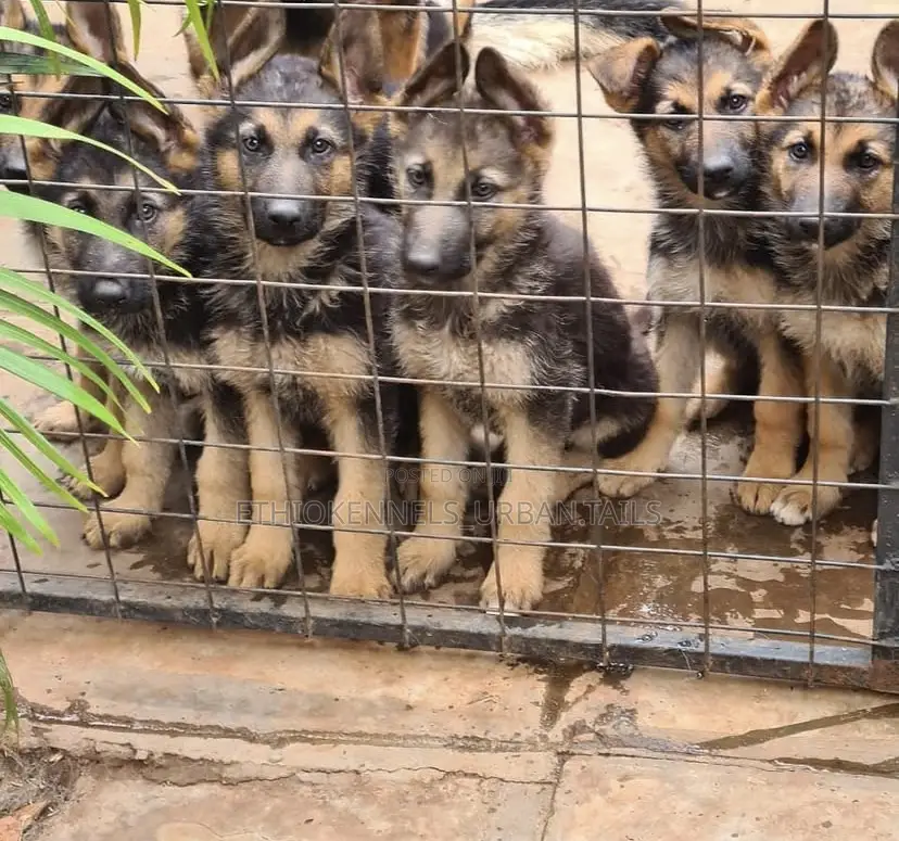 1-3 months Male Purebred German Shepherd