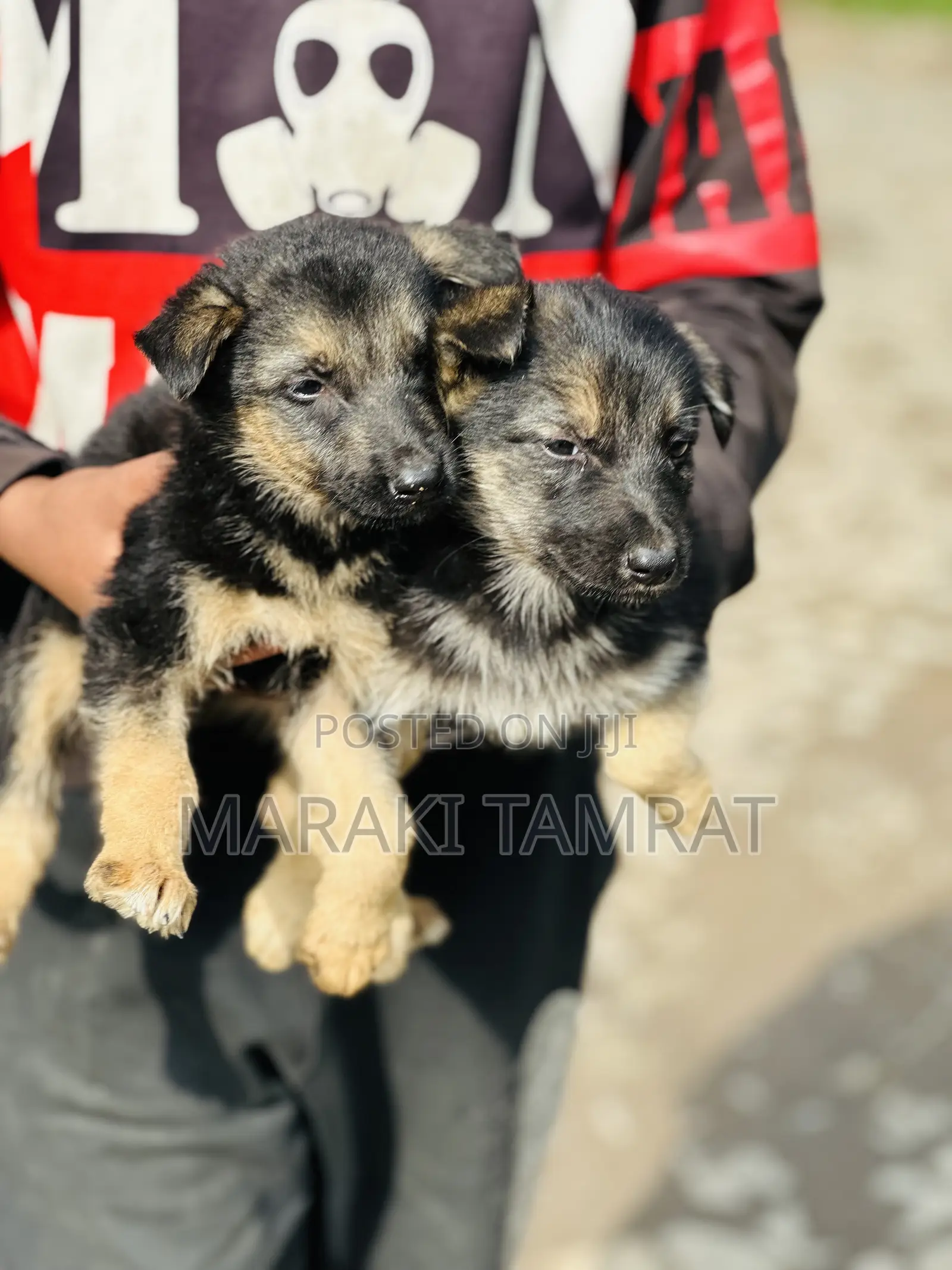 1-3 months Male Purebred German Shepherd