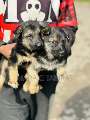 Photo - 1-3 months Male Purebred German Shepherd