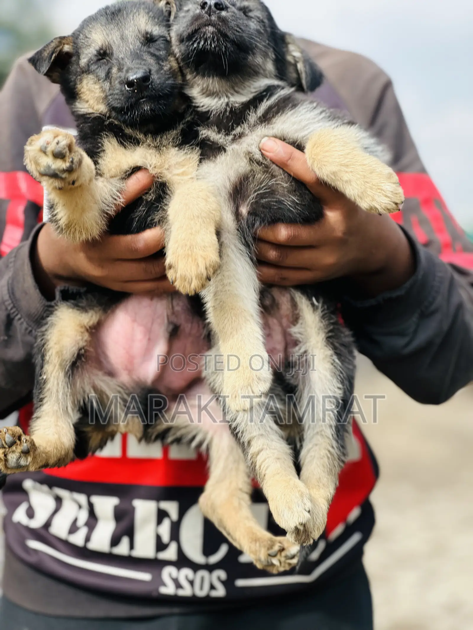1-3 months Male Purebred German Shepherd