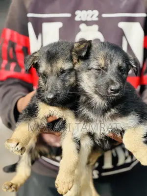 1-3 months Male Purebred German Shepherd
