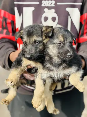 1-3 months Male Purebred German Shepherd
