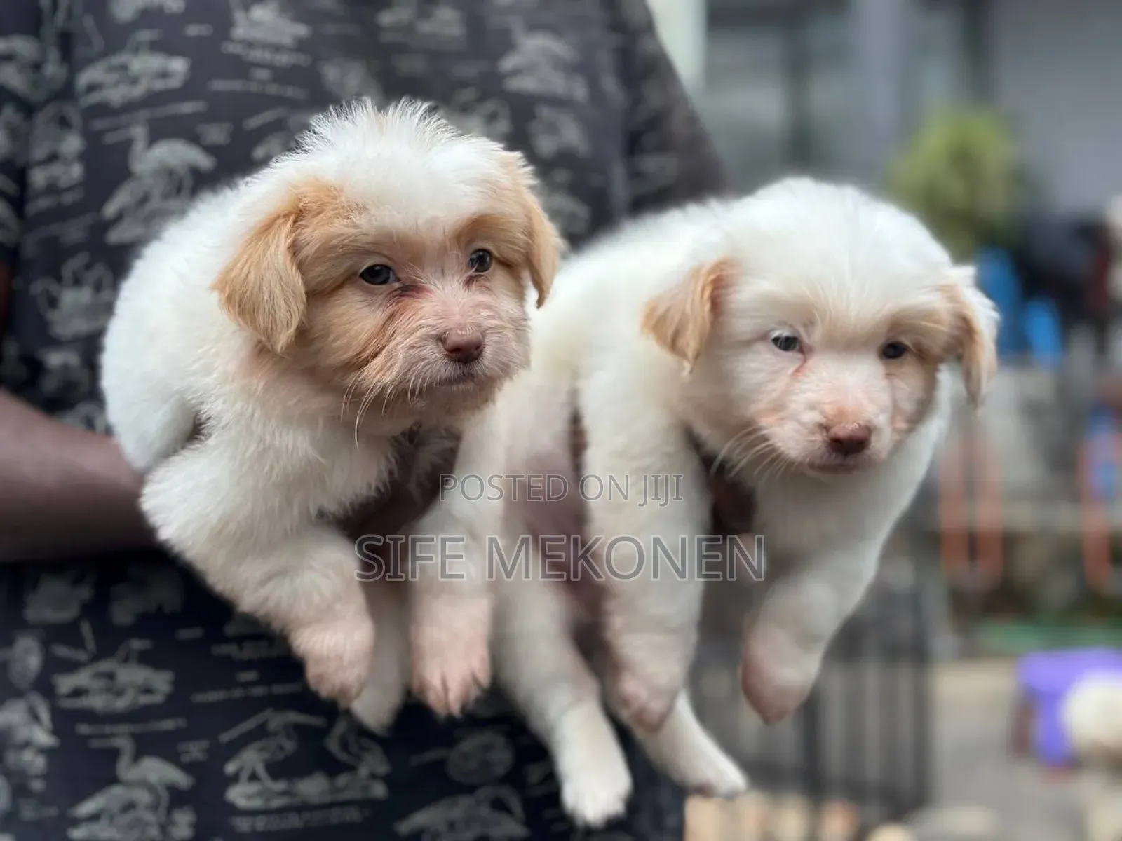 1-3 months Male Purebred Maltese