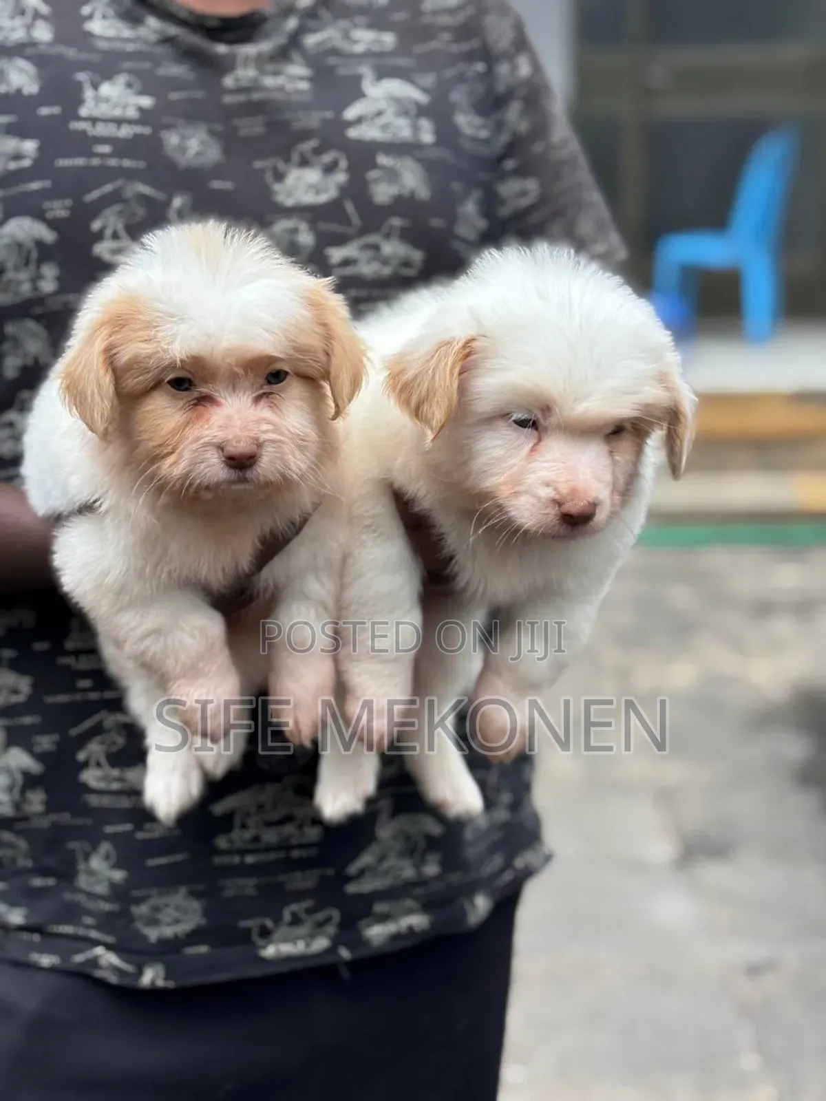 1-3 months Male Purebred Maltese
