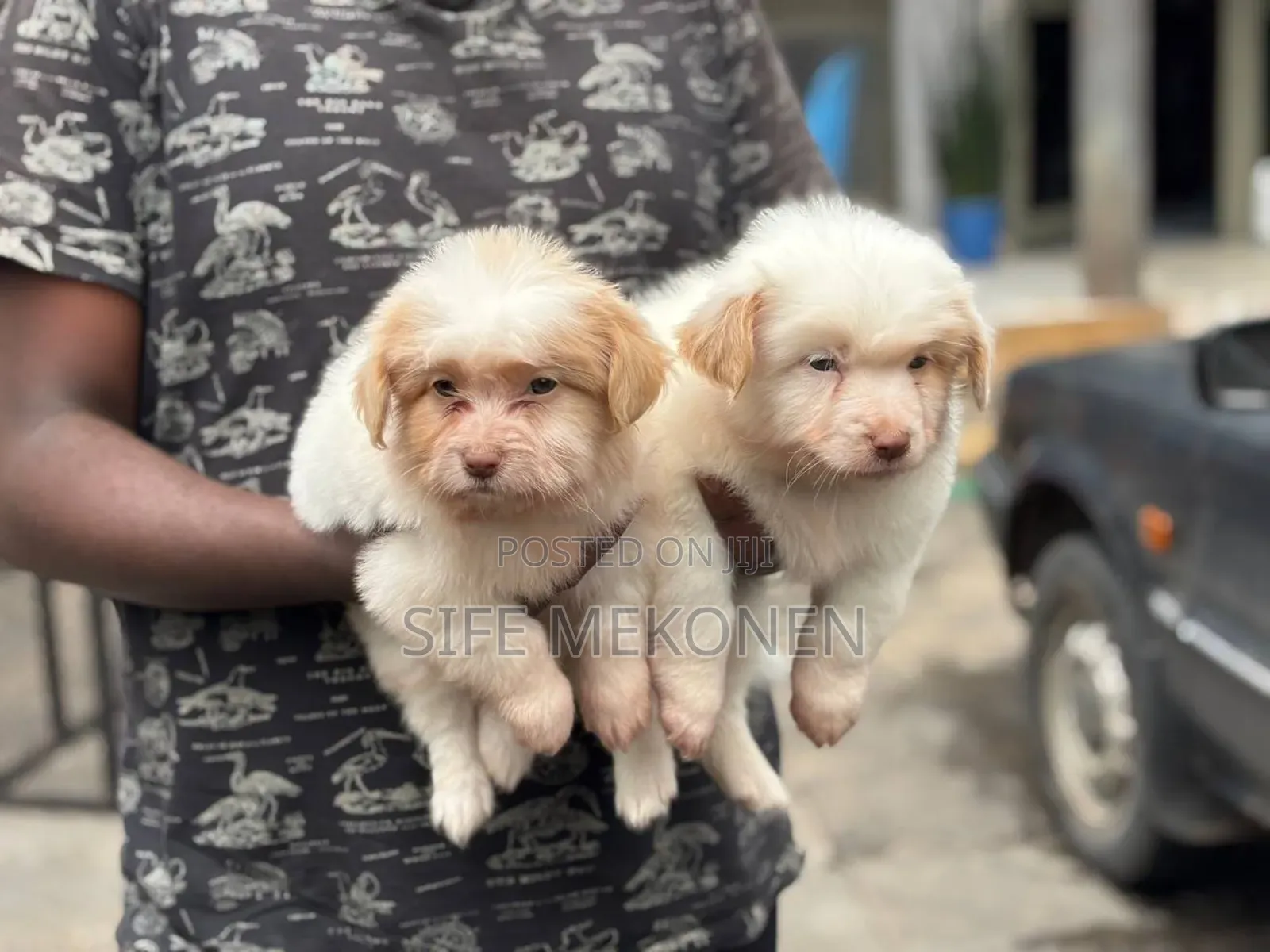 1-3 months Male Purebred Maltese