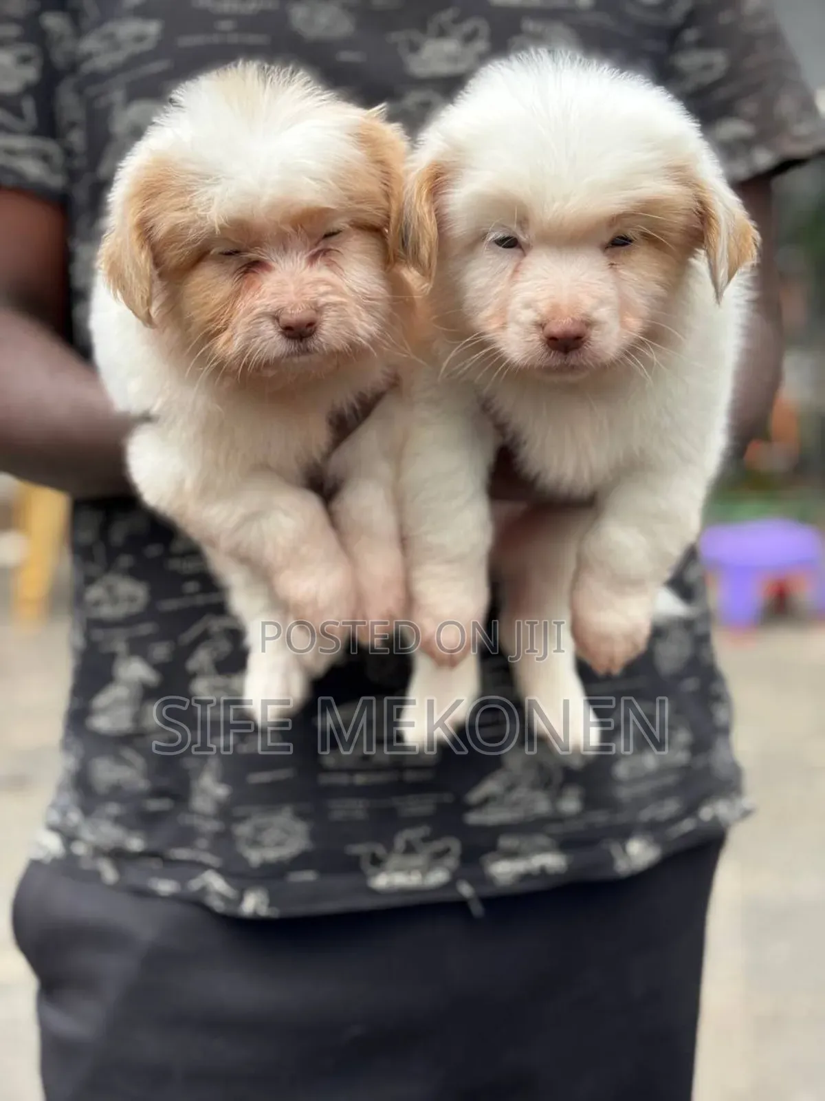 1-3 months Male Purebred Maltese