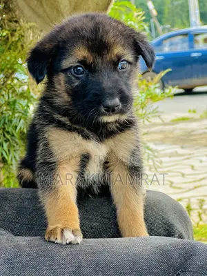Photo - 1-3 months Male Purebred German Shepherd