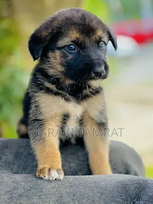 Photo - 1-3 months Male Purebred German Shepherd