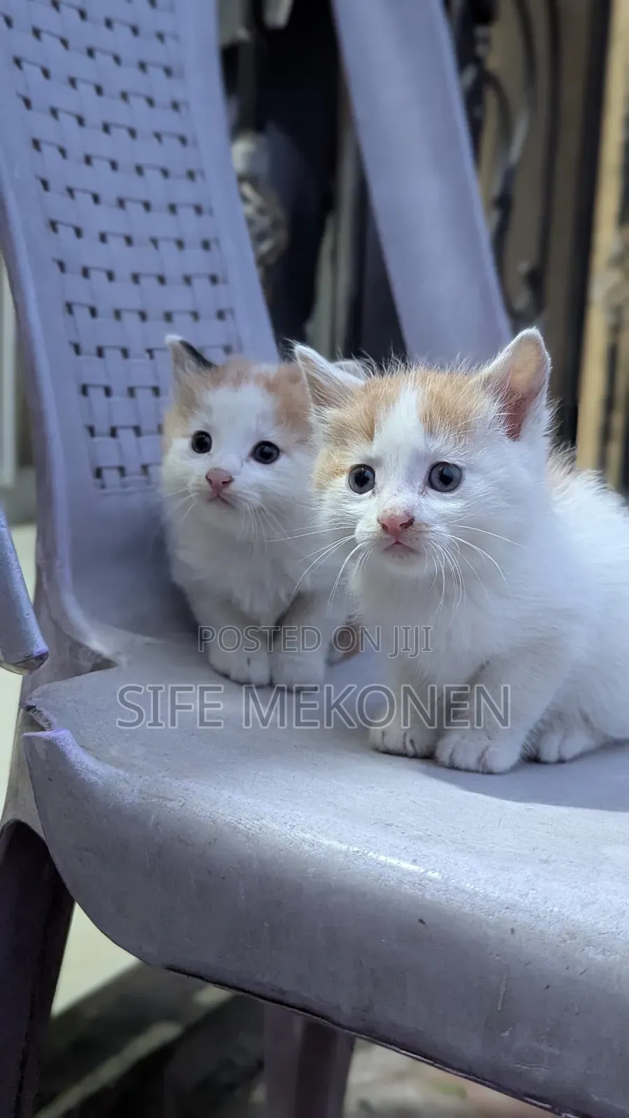 1-3 months Male Purebred Havana Brown