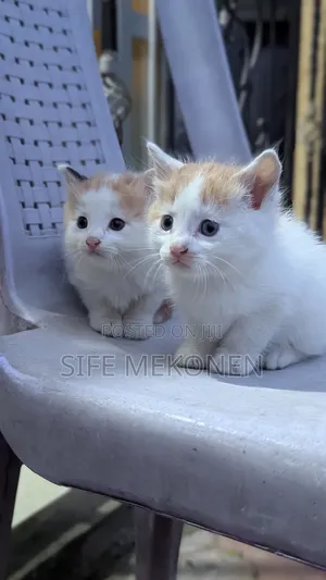 1-3 months Male Purebred Havana Brown