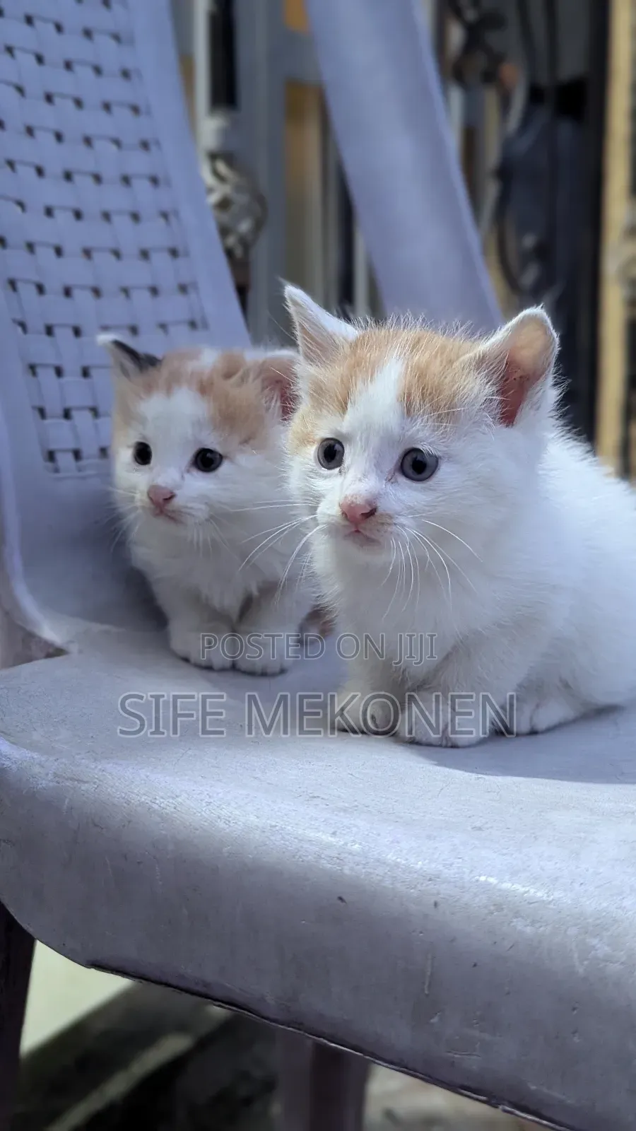 1-3 months Male Purebred Havana Brown