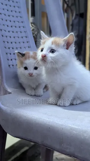1-3 months Male Purebred Havana Brown