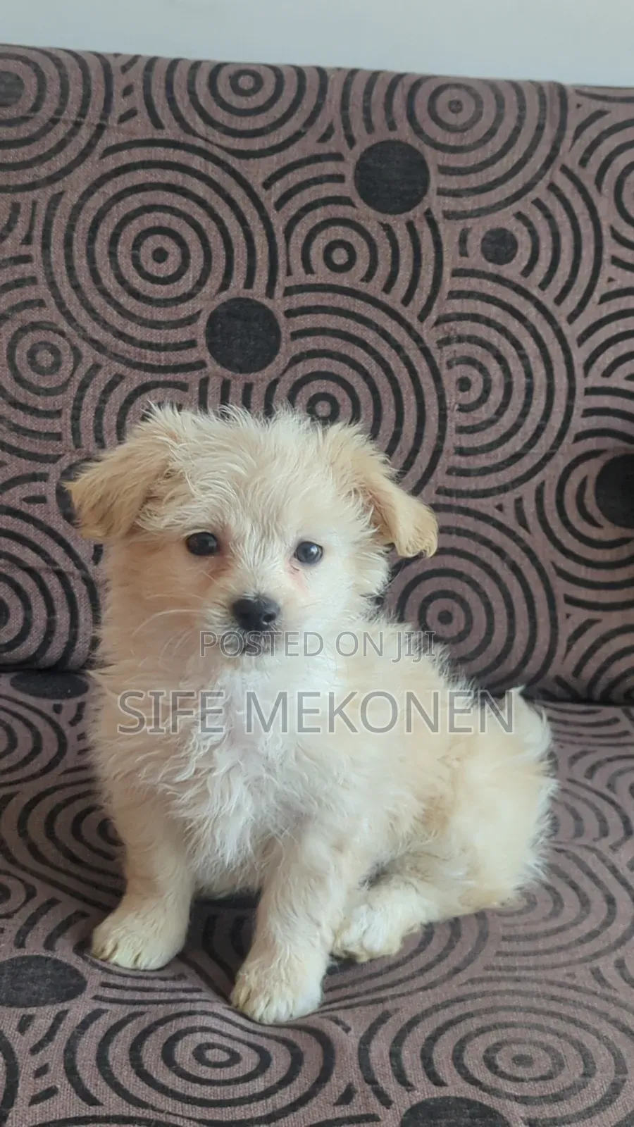 1-3 months Female Purebred Maltese