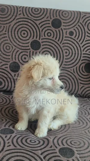 1-3 months Female Purebred Maltese