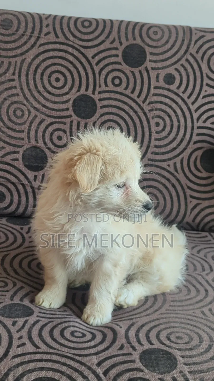 1-3 months Female Purebred Maltese