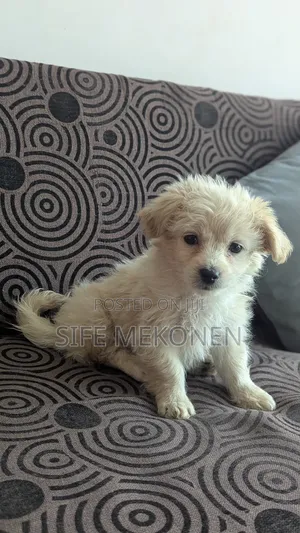 Photo - 1-3 months Female Purebred Maltese