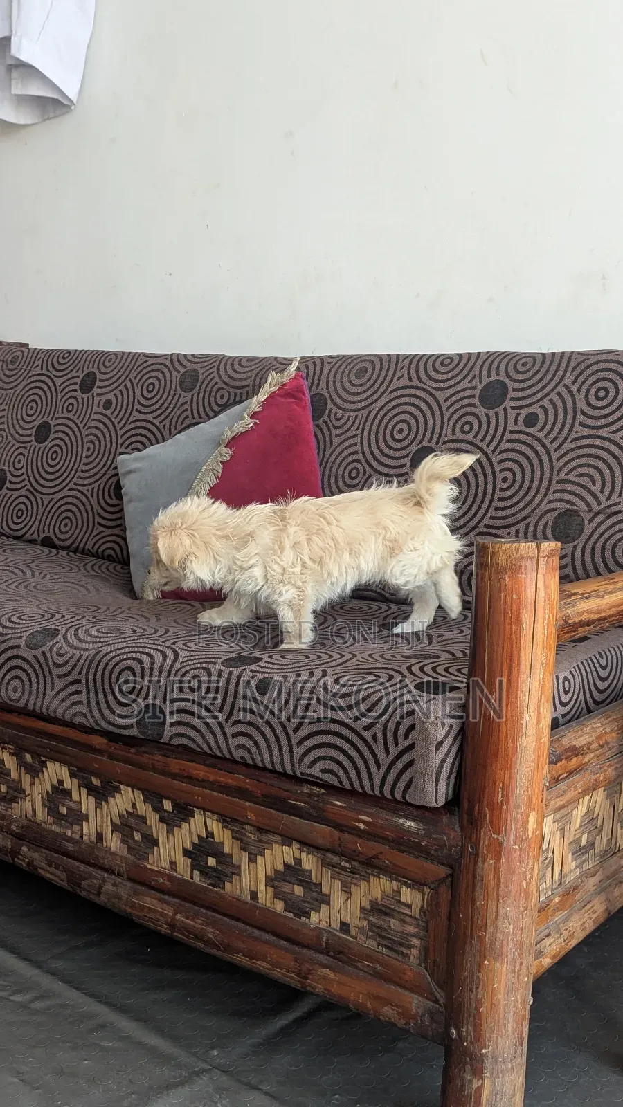 1-3 months Male Purebred Maltese