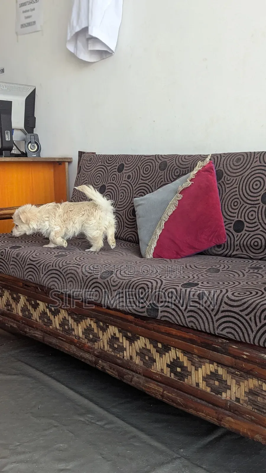 1-3 months Male Purebred Maltese