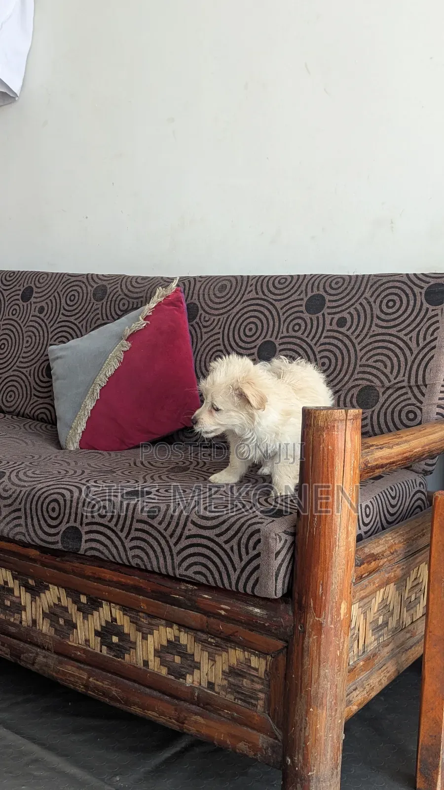 1-3 months Male Purebred Maltese