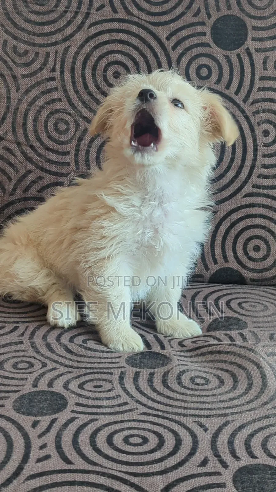 1-3 months Male Purebred Maltese