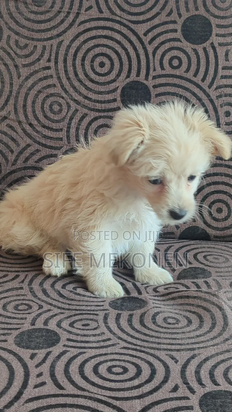 1-3 months Male Purebred Maltese