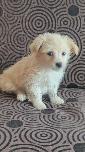 1-3 months Male Purebred Maltese