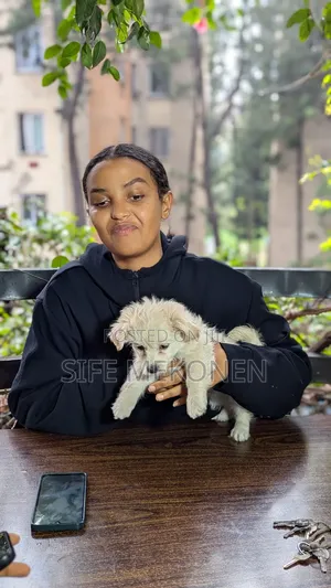 1-3 months Male Purebred Maltese