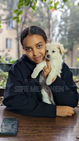 Photo - 1-3 months Male Purebred Maltese