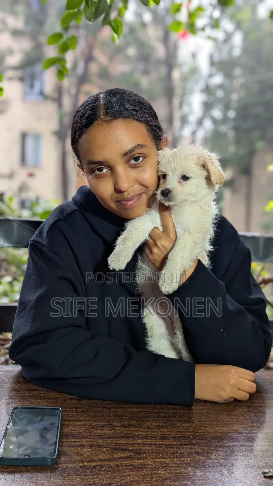 1-3 months Male Purebred Maltese