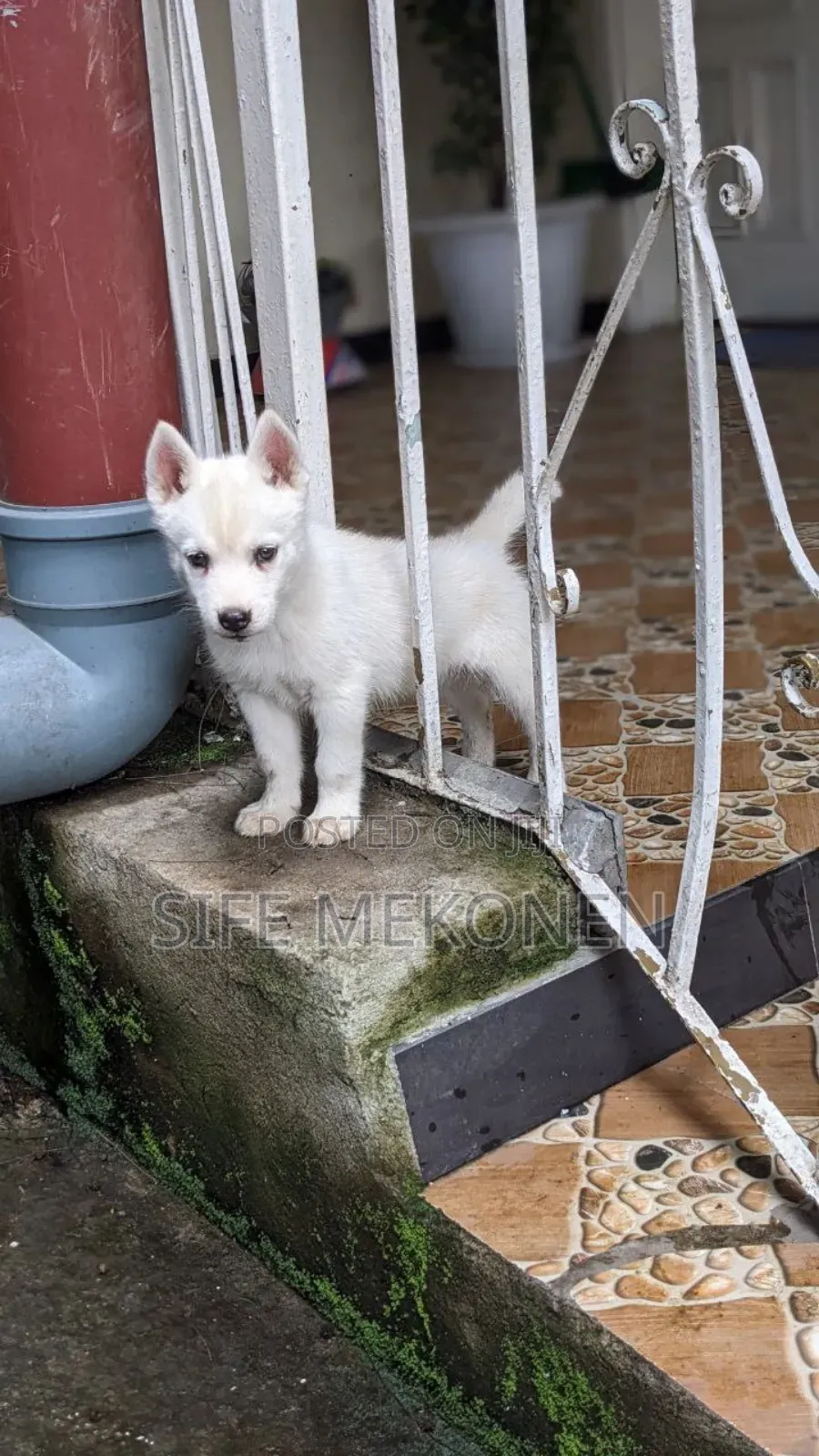 1-3 months Male Purebred Siberian Husky