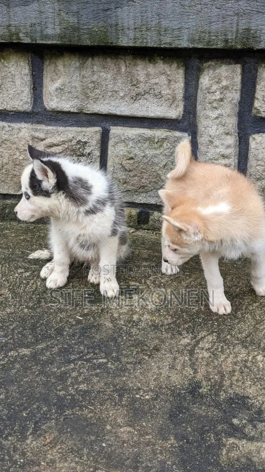 1-3 months Male Purebred Siberian Husky