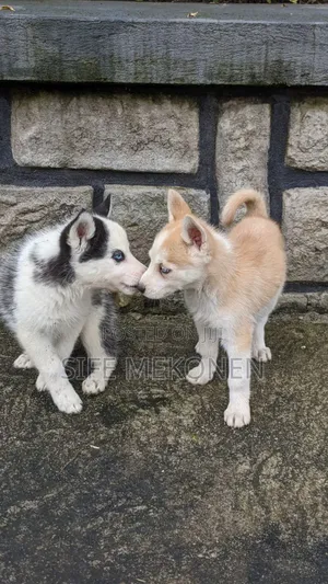 1-3 months Male Purebred Siberian Husky