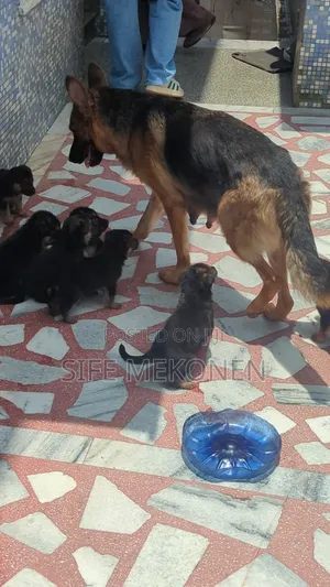 1-3 months Male Purebred German Shepherd