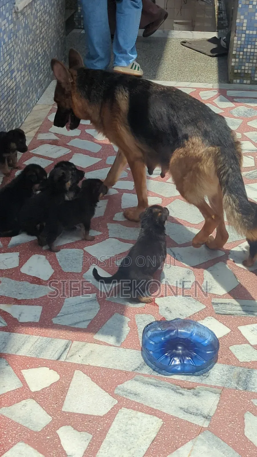 1-3 months Male Purebred German Shepherd