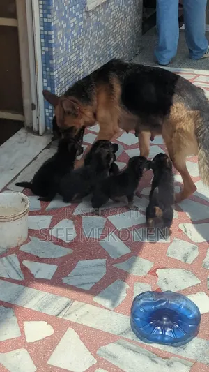 1-3 months Male Purebred German Shepherd