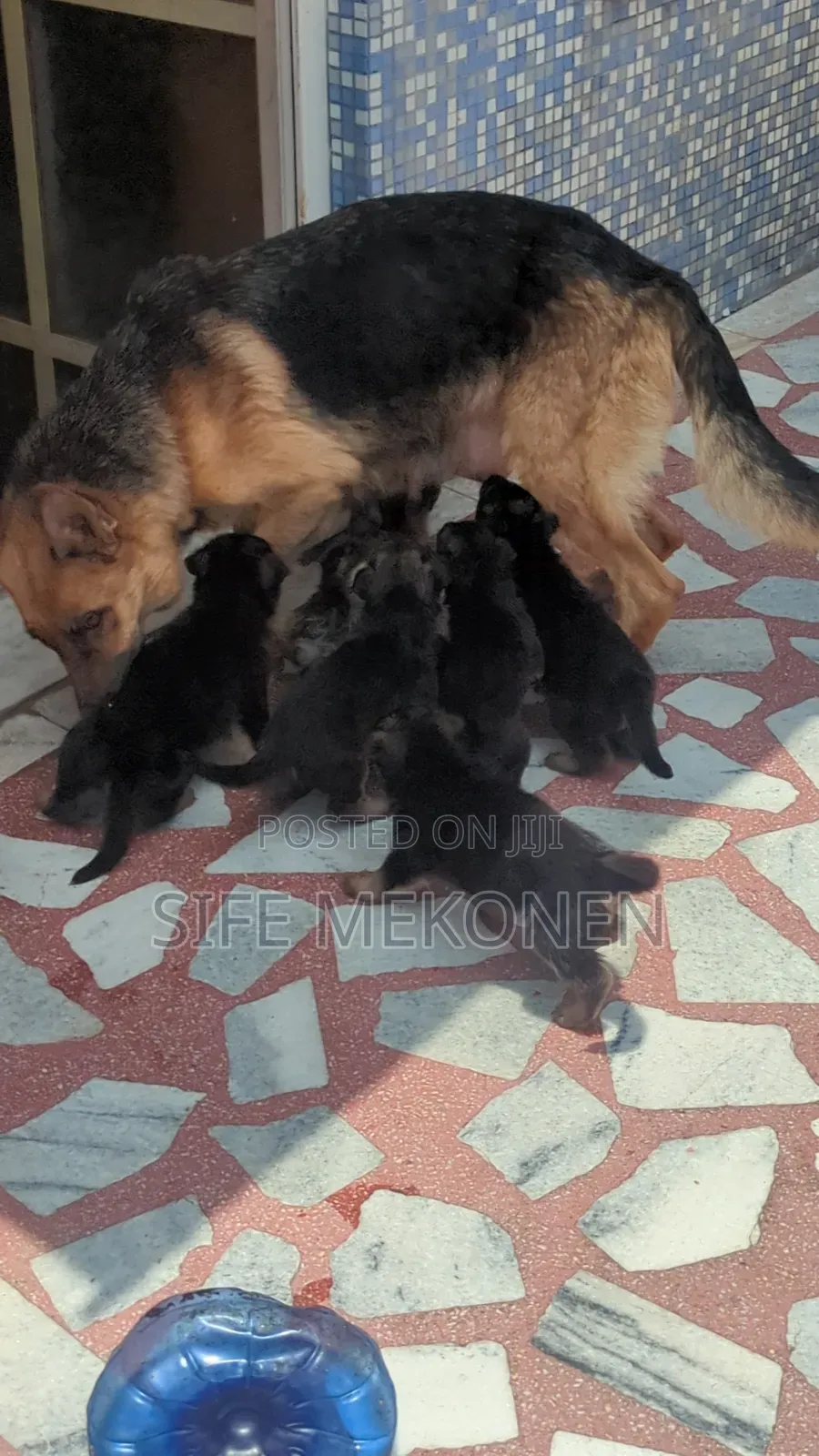 1-3 months Male Purebred German Shepherd