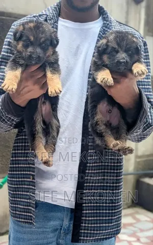 Photo - 1-3 months Male Purebred German Shepherd