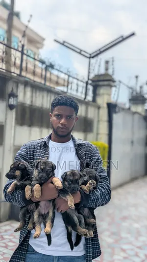 Photo - 1-3 months Male Purebred German Shepherd