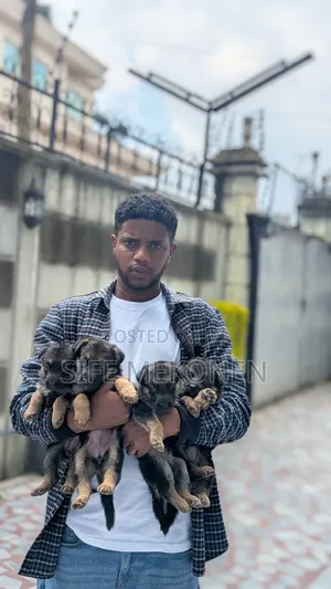 1-3 months Male Purebred German Shepherd