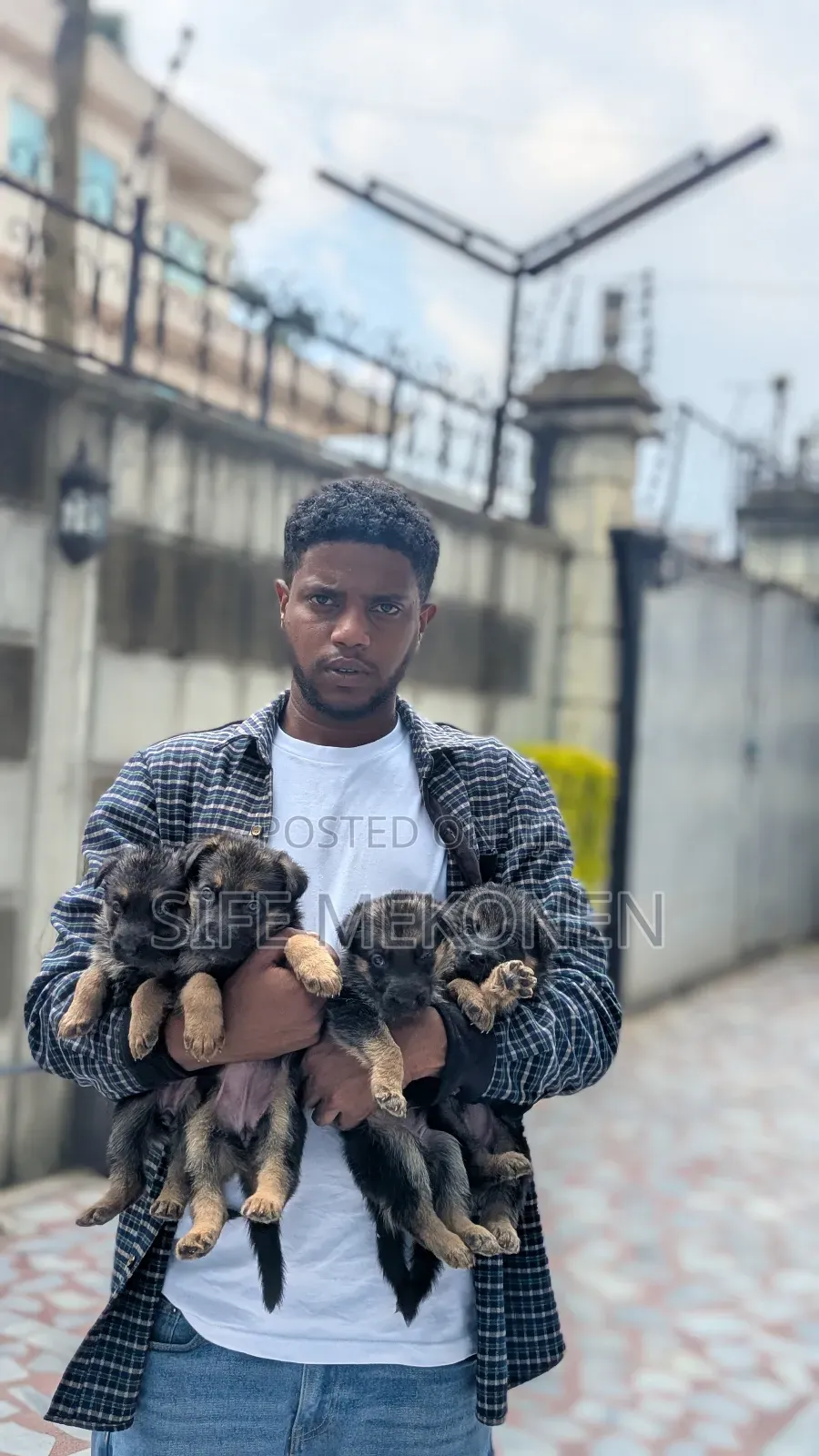 1-3 months Male Purebred German Shepherd