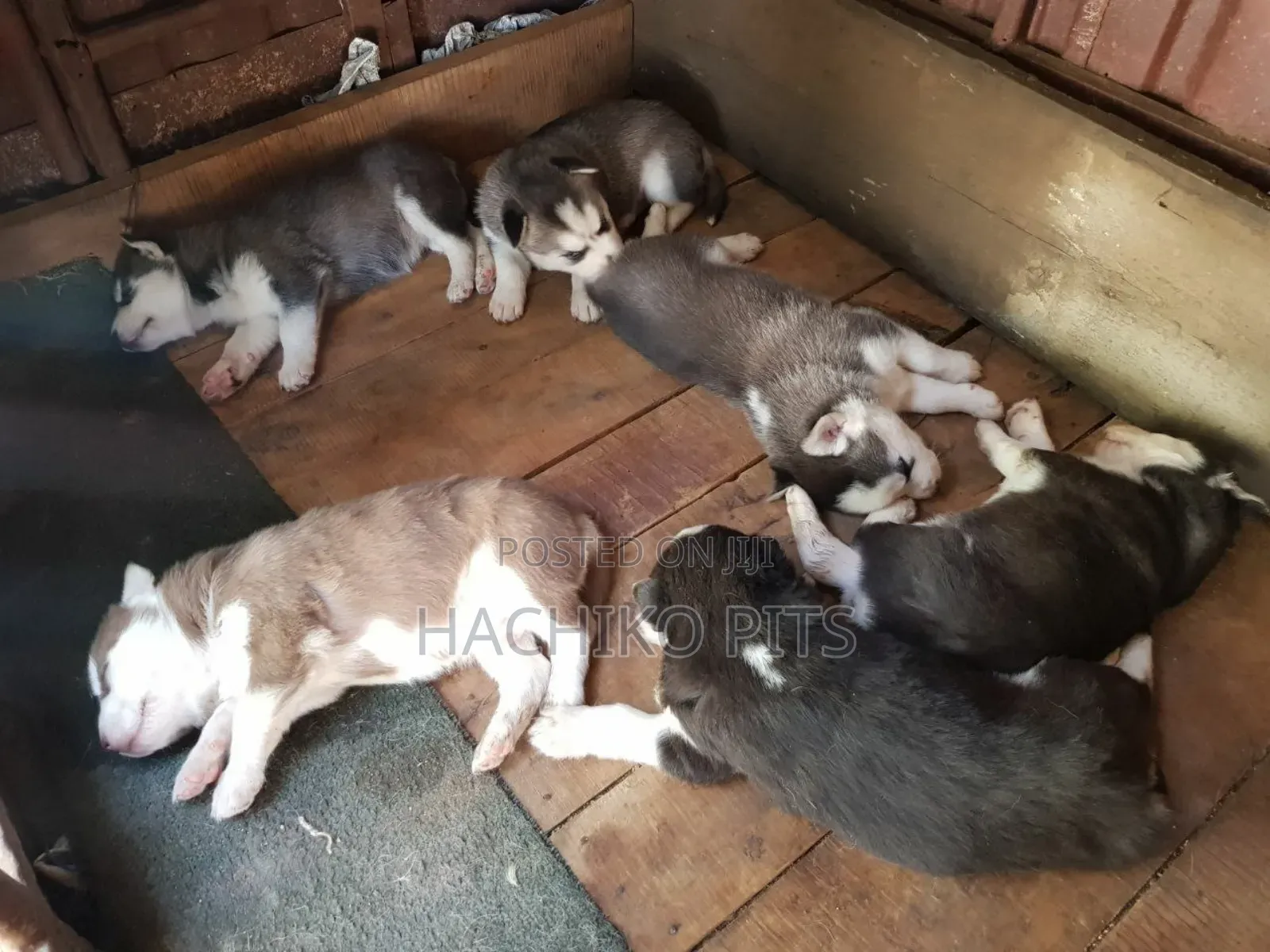 1-3 months Male Purebred Siberian Husky