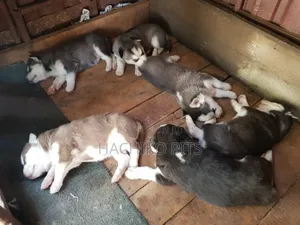 Photo - 1-3 months Male Purebred Siberian Husky