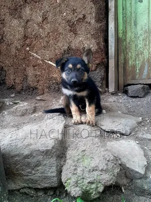 Photo - 1-3 months Male Purebred German Shepherd