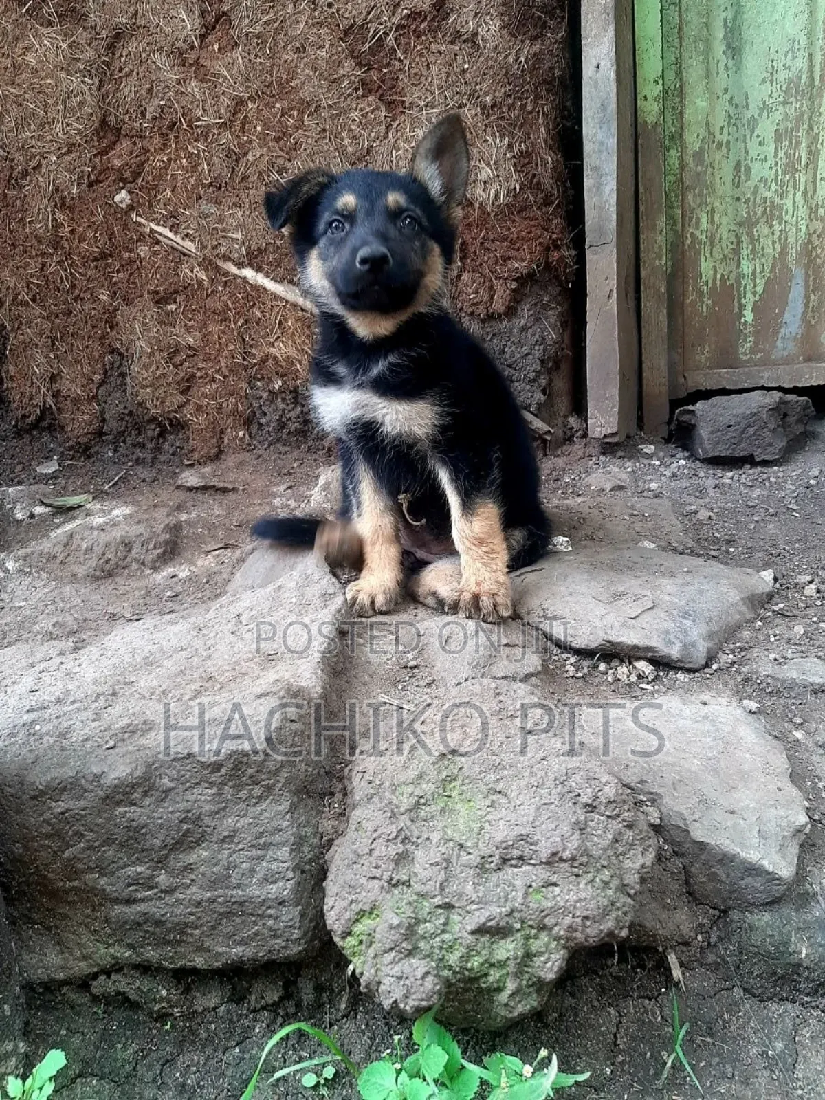 1-3 months Male Purebred German Shepherd