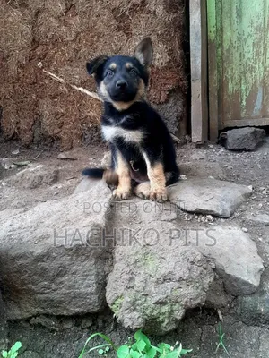 Photo - 1-3 months Male Purebred German Shepherd