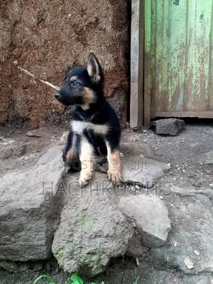 Photo - 1-3 months Male Purebred German Shepherd