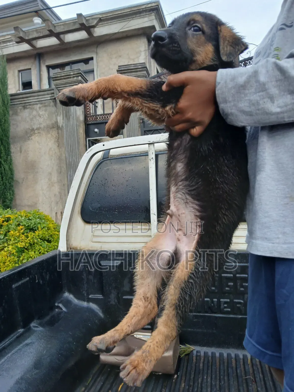 1-3 months Male Purebred German Shepherd