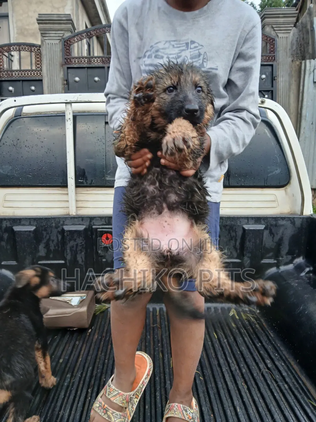 1-3 months Male Purebred German Shepherd